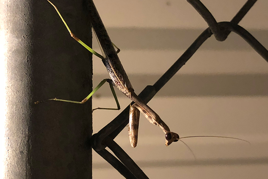 Praying Mantis